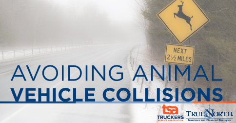 Avoiding Animal-Vehicle Collisions